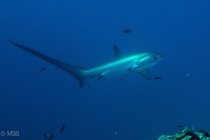 Thresher shark in the early morning dive without strobe i... by Mehmet Salih Bilal 